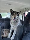 adoptable Dog in seattle, WA named ABRAM (Courtesy Listing)