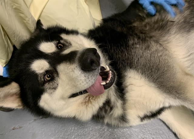 dog-image