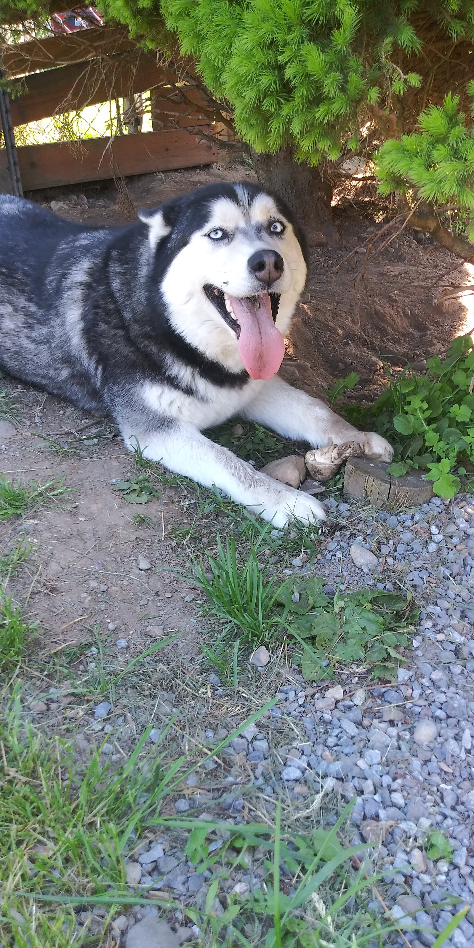 ROXY