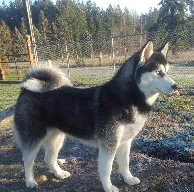 dog-image