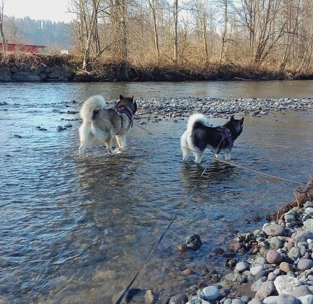 dog-image