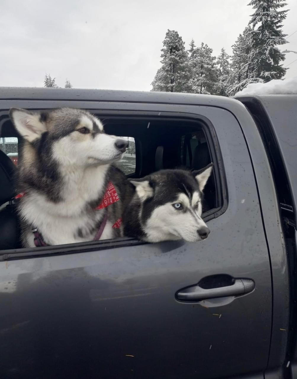 dog-image