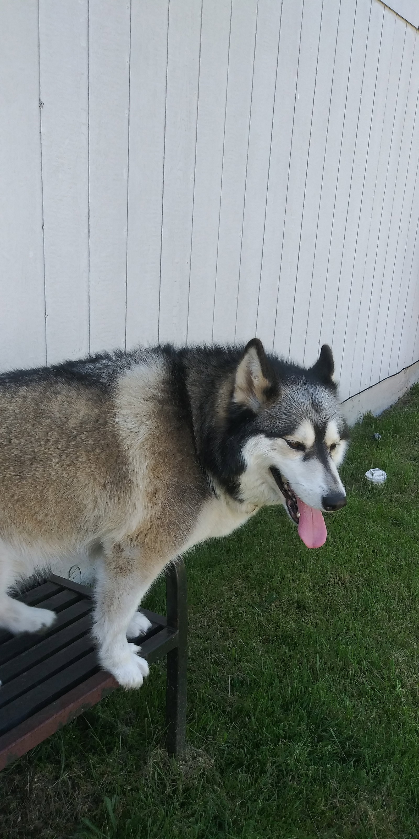 dog-image
