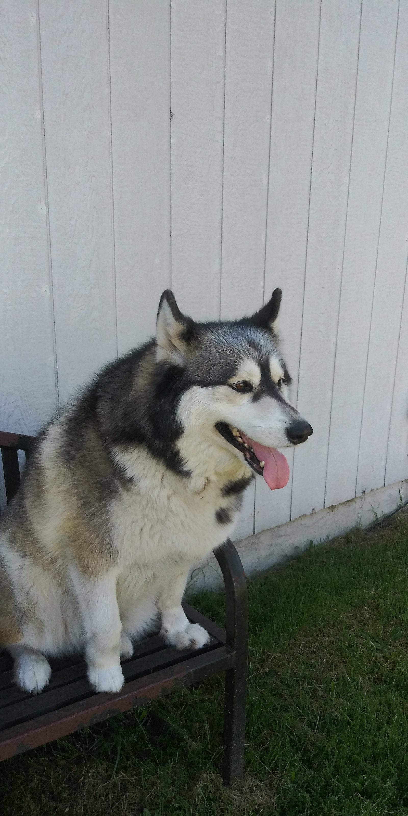 dog-image