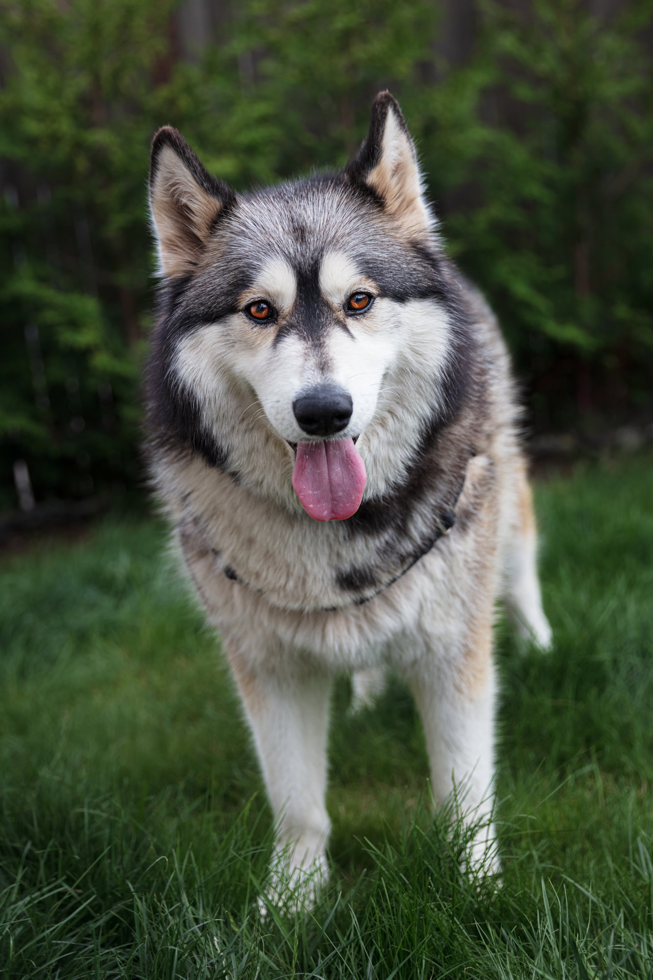 dog-image