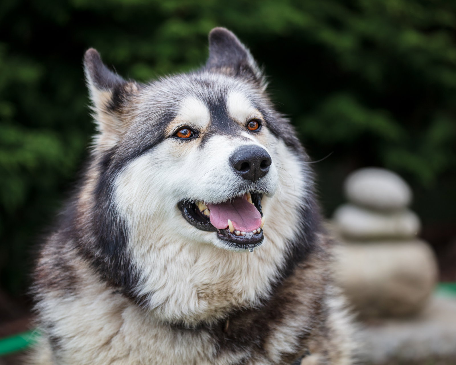 dog-image