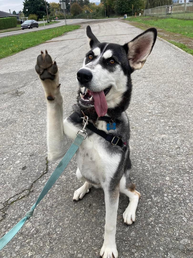 dog-image