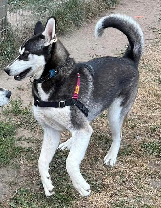dog-image