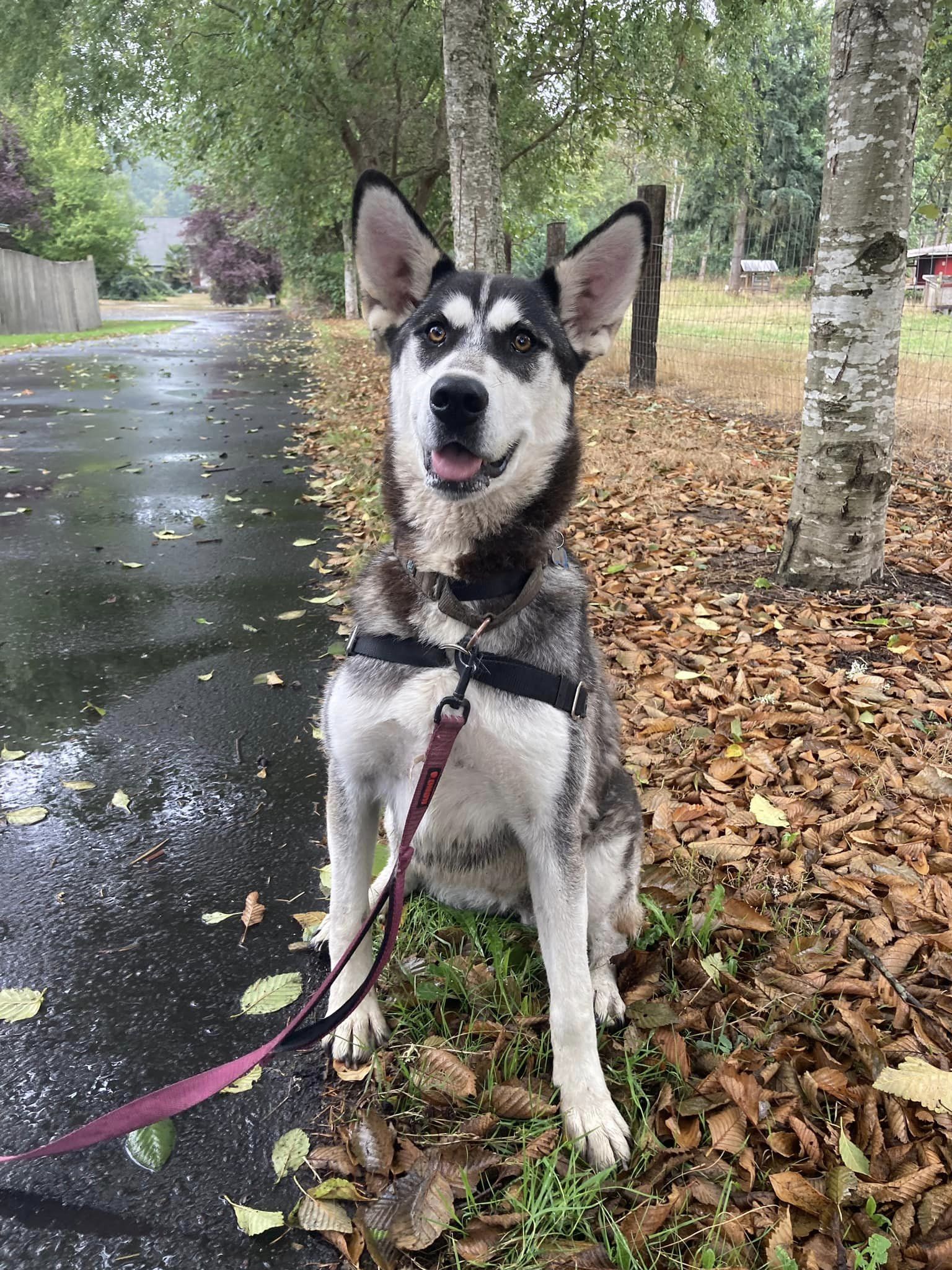 dog-image