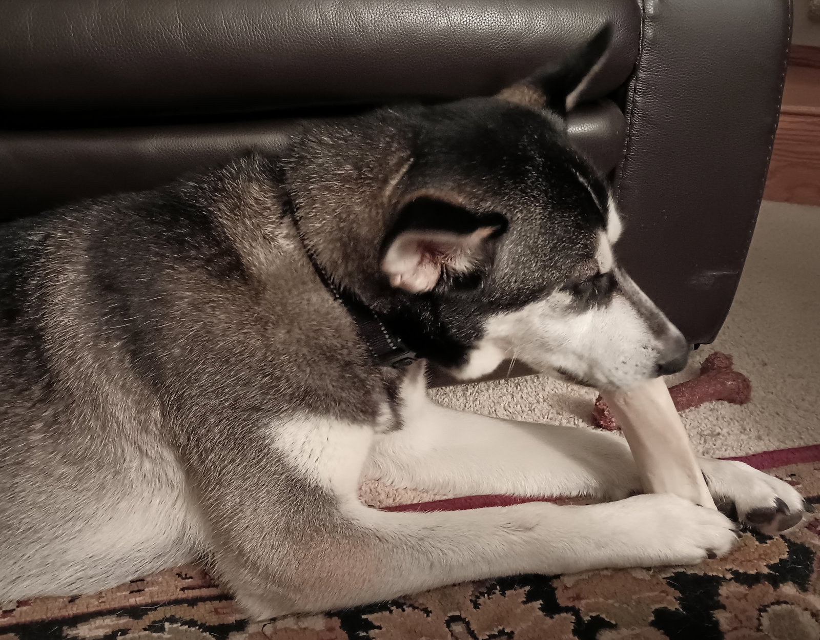 dog-image