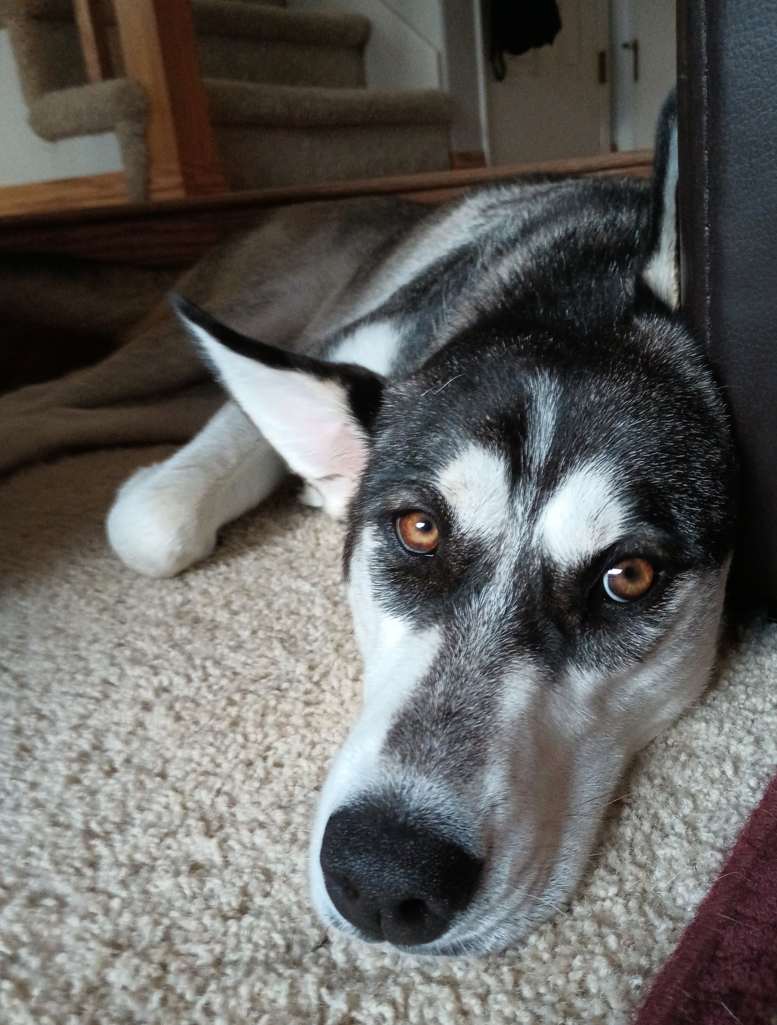 dog-image