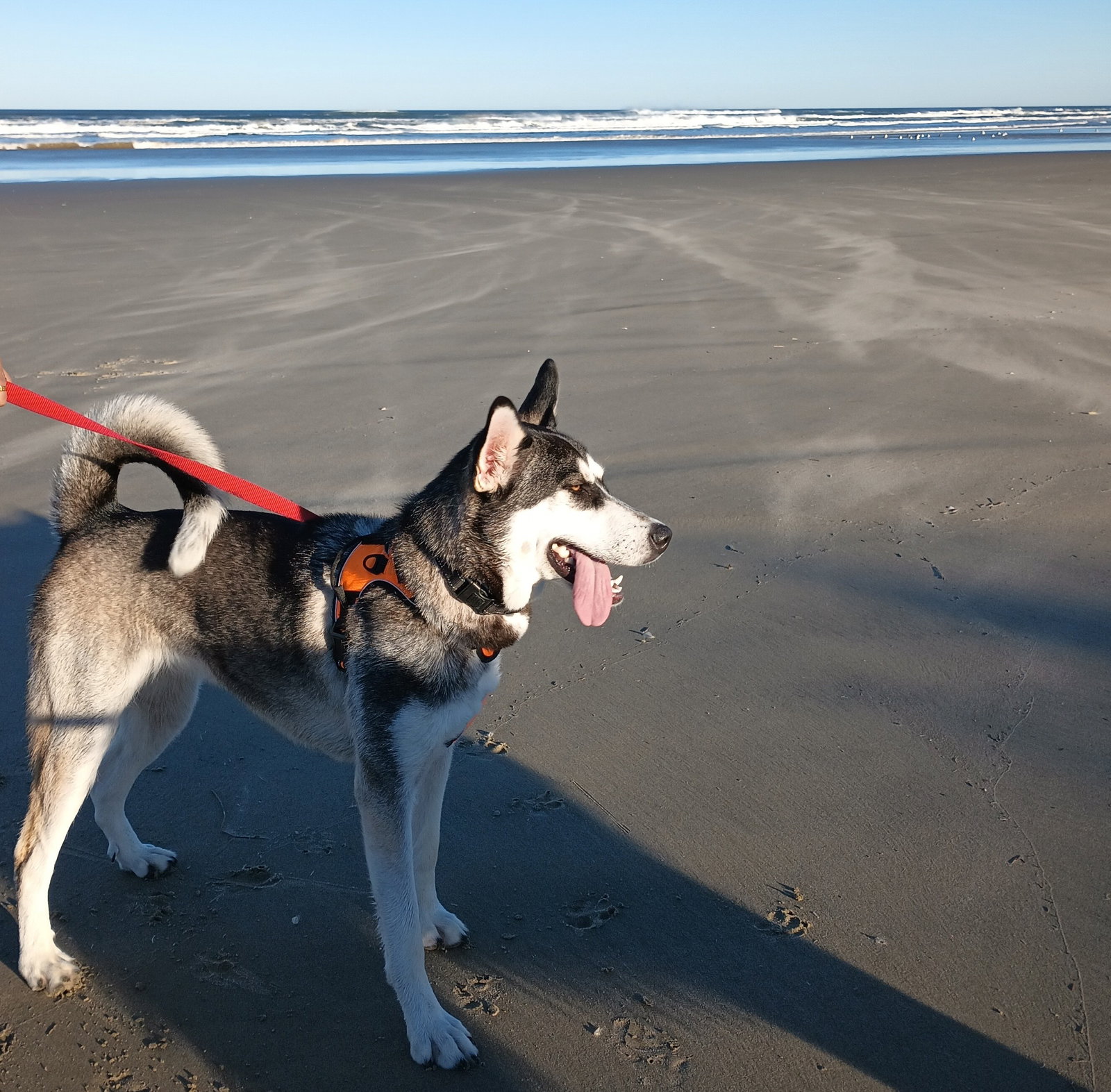 dog-image