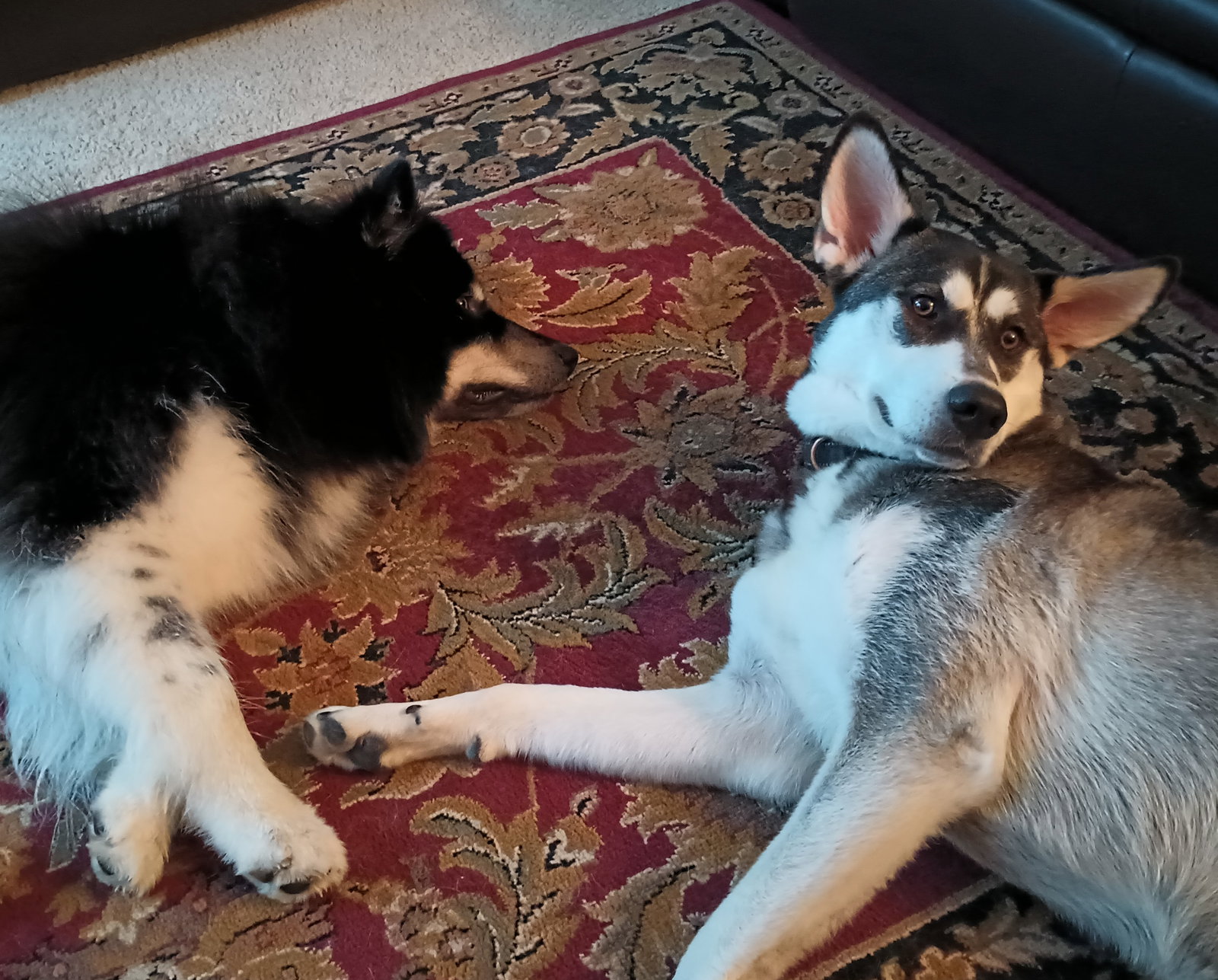 dog-image