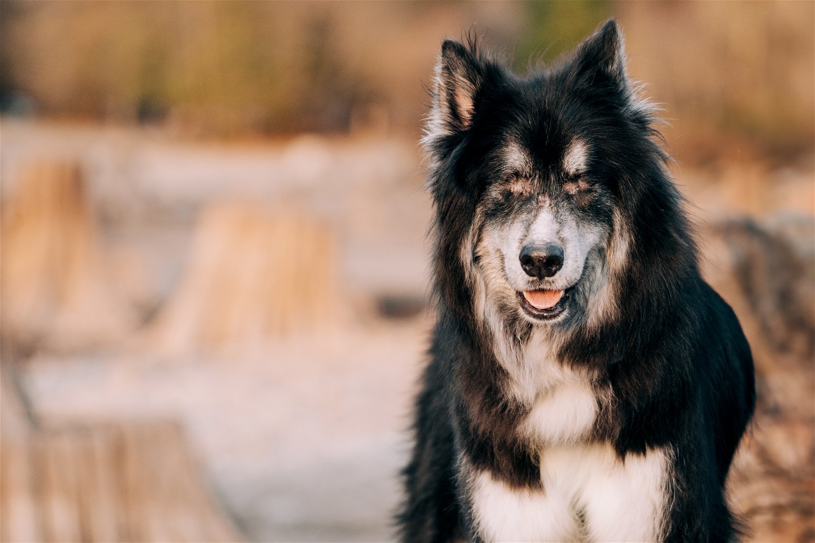 adoptable Dog in Seattle, WA named KEANU