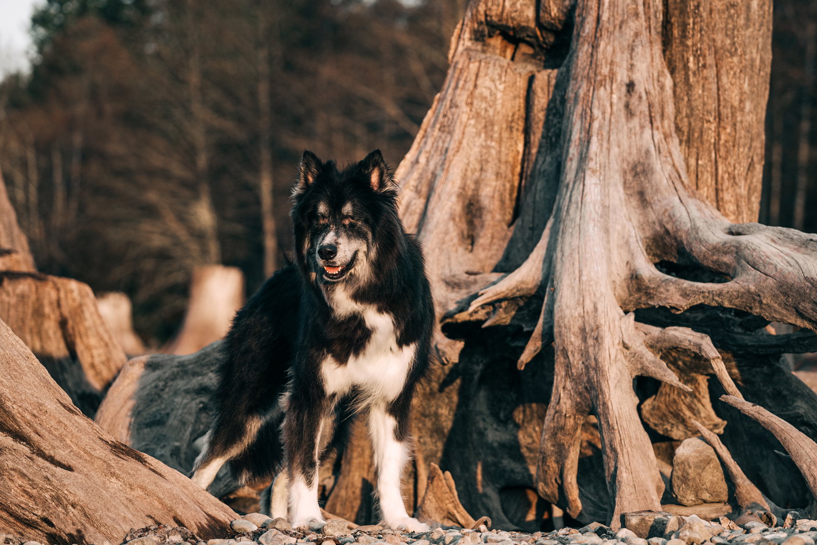 dog-image