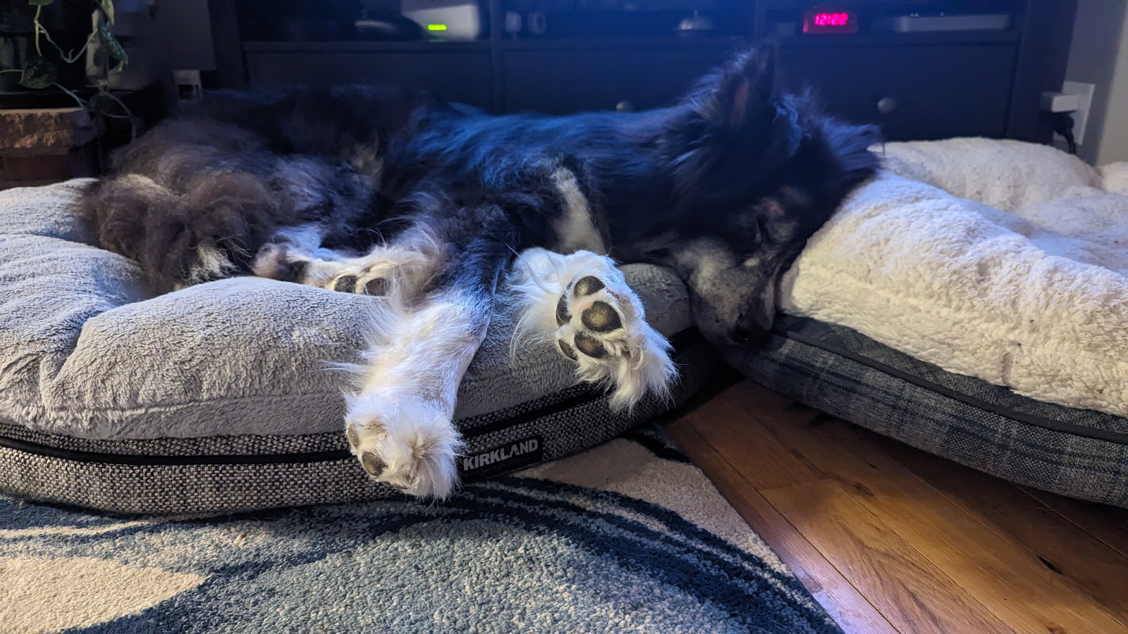 dog-image