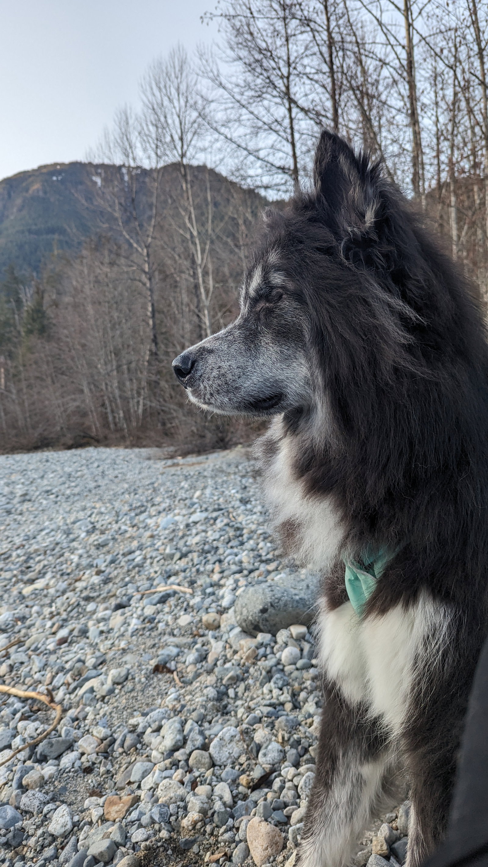 dog-image