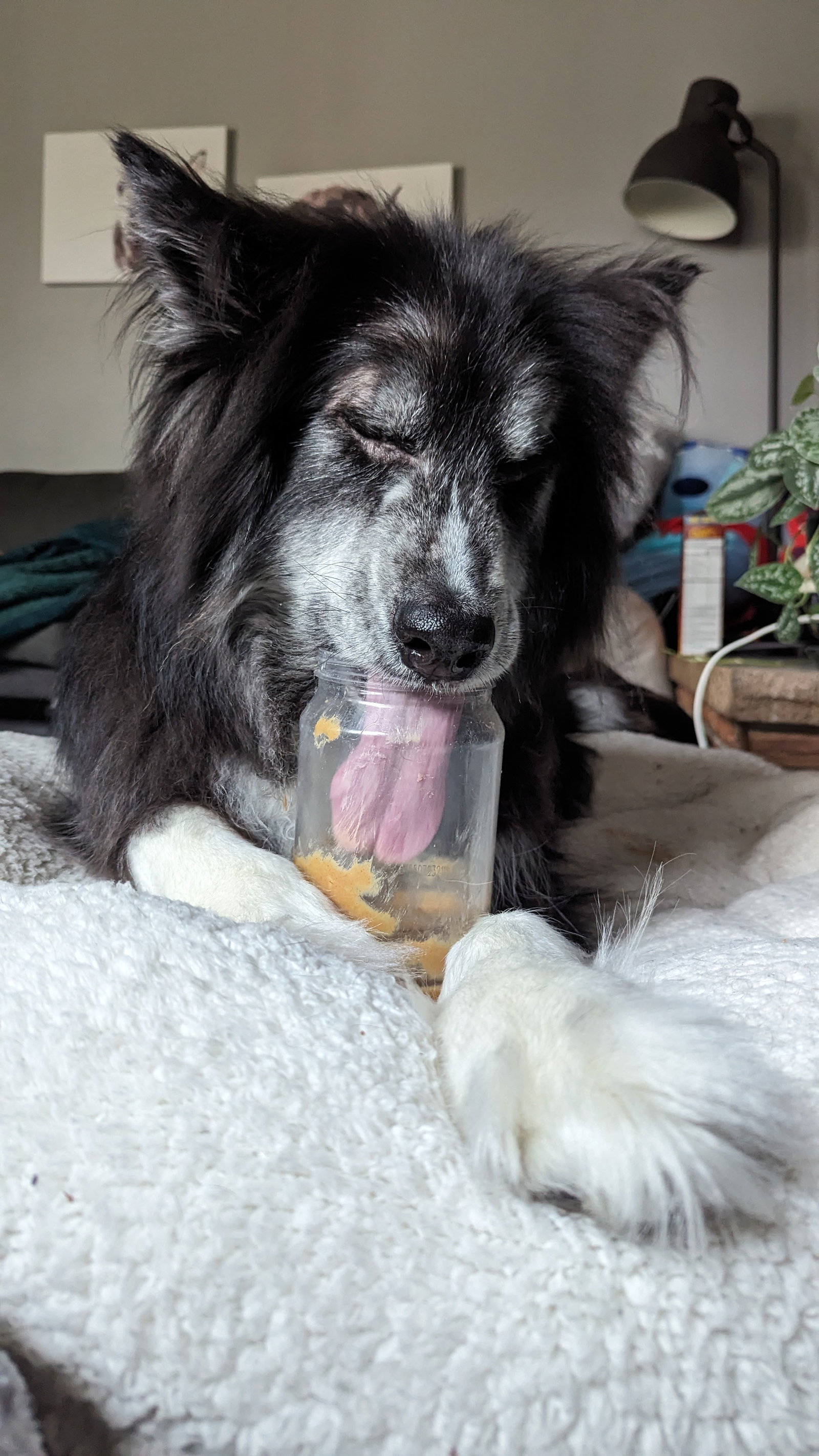 dog-image