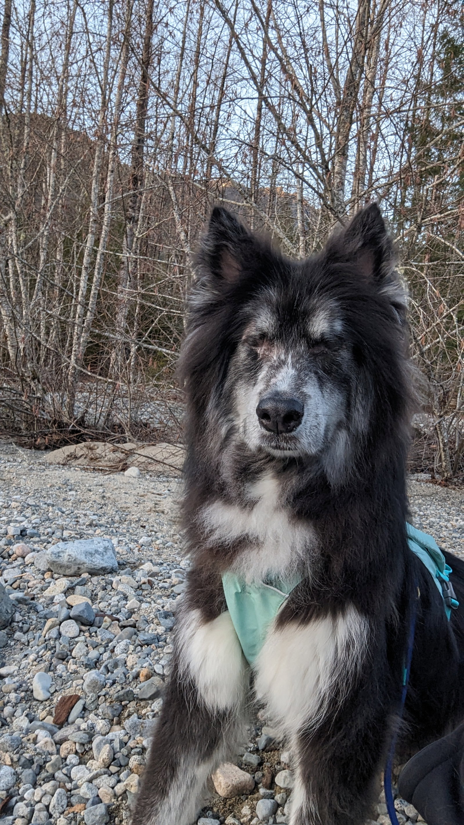 dog-image