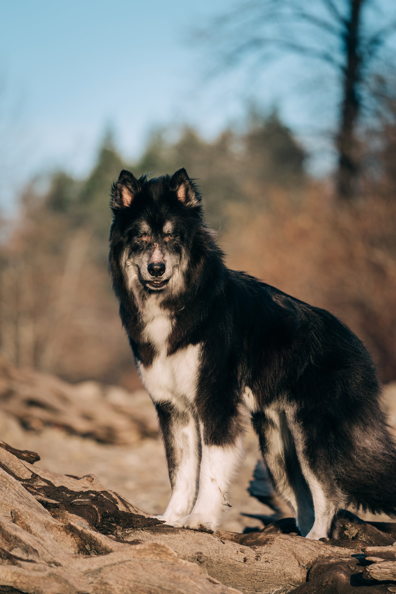 dog-image