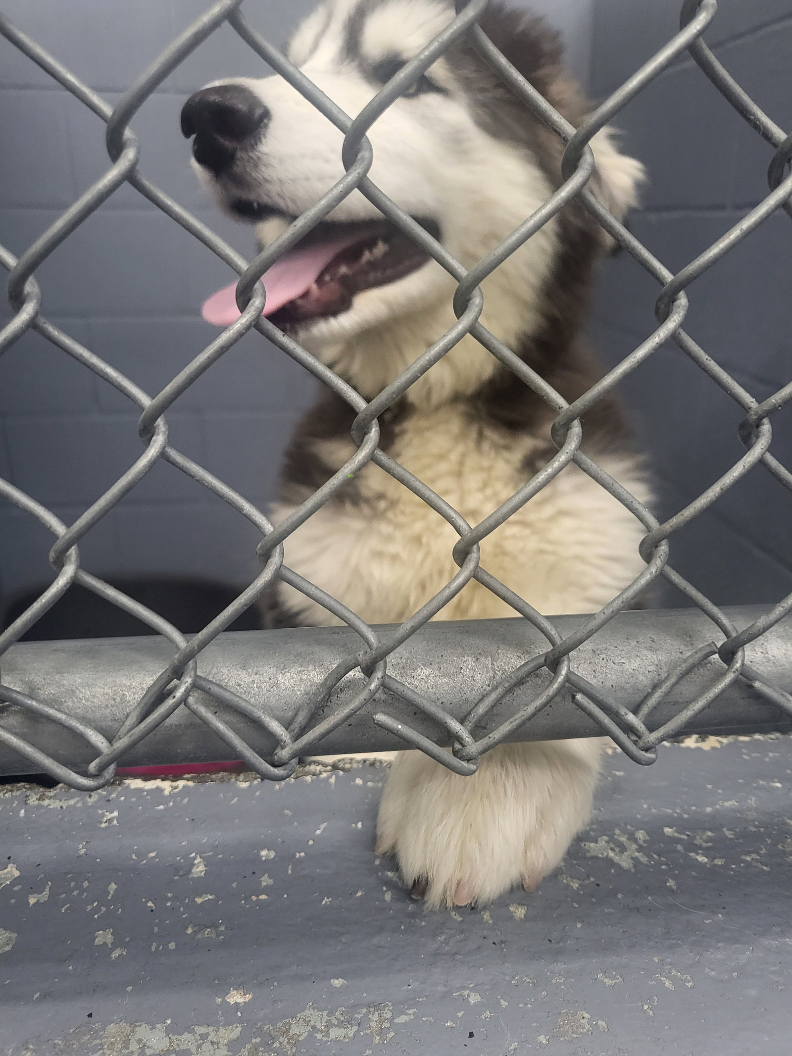 dog-image