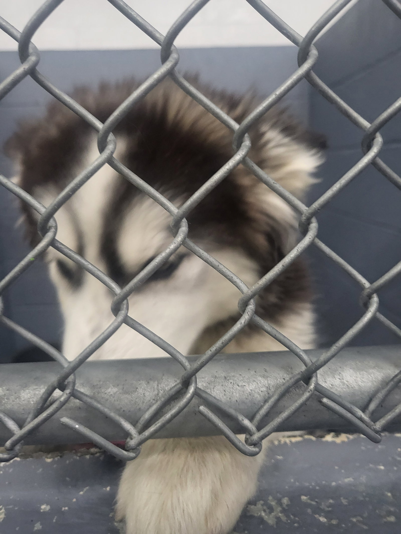 dog-image