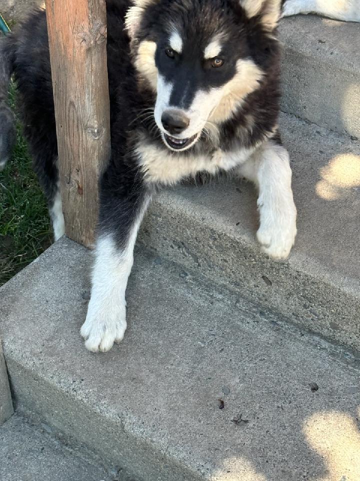 dog-image