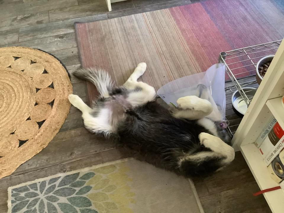 dog-image