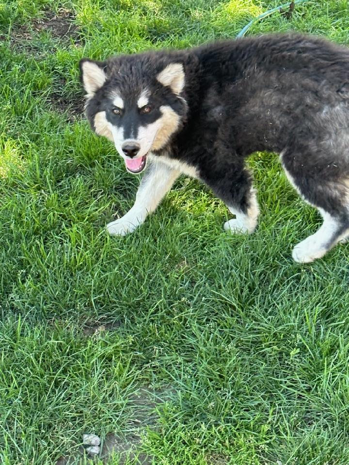 dog-image