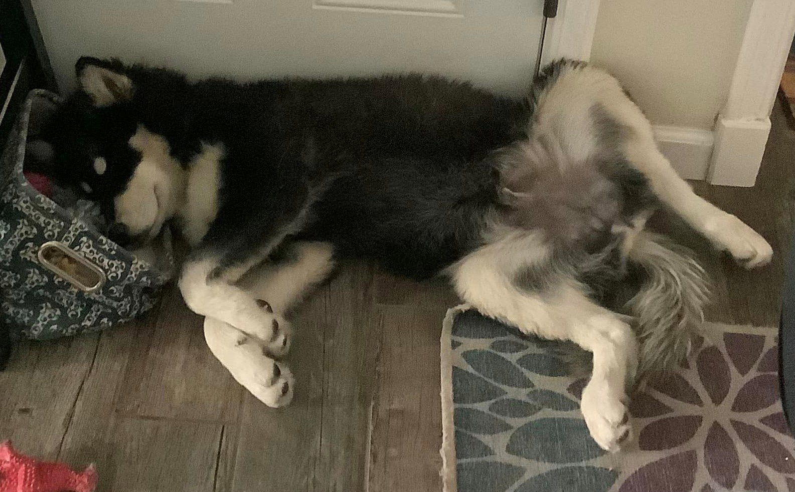 dog-image