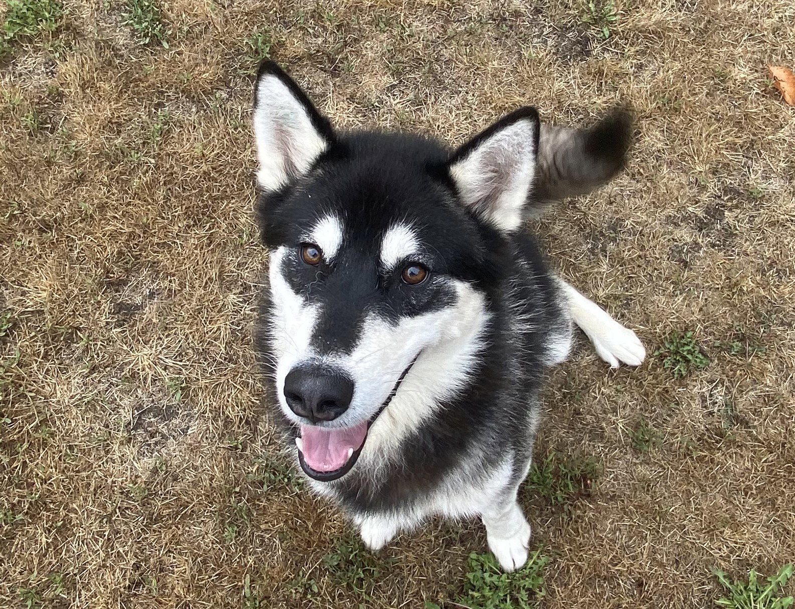 dog-image