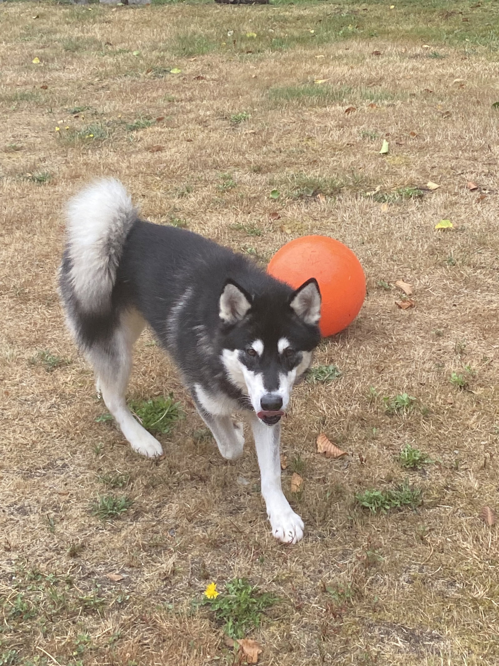 dog-image
