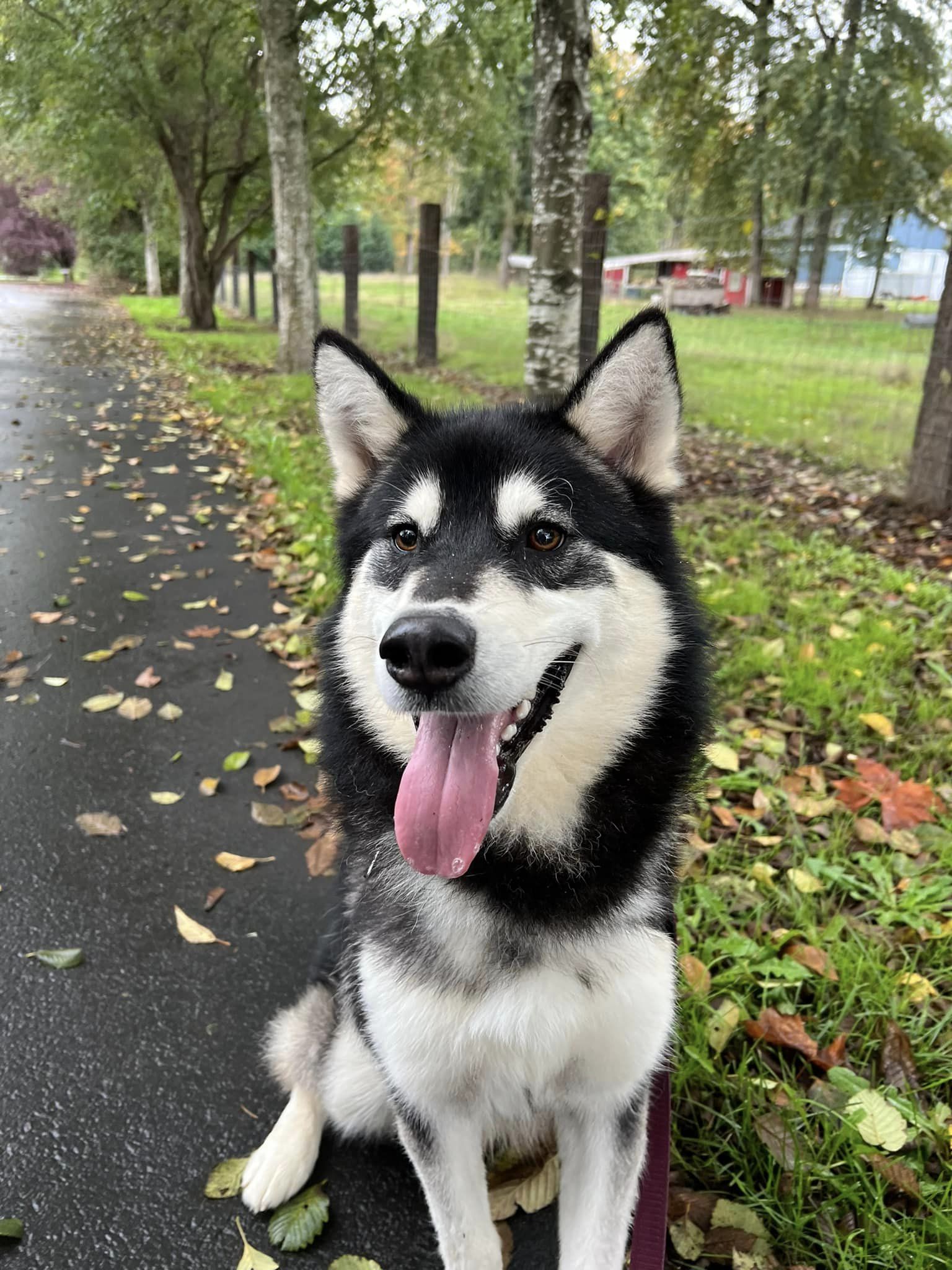 SAMOA (renamed Fezzik)