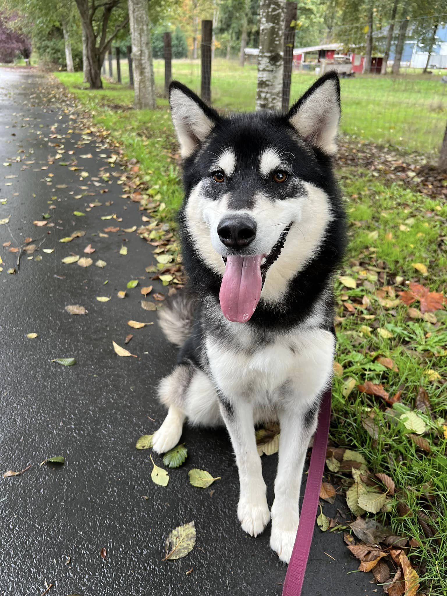 dog-image