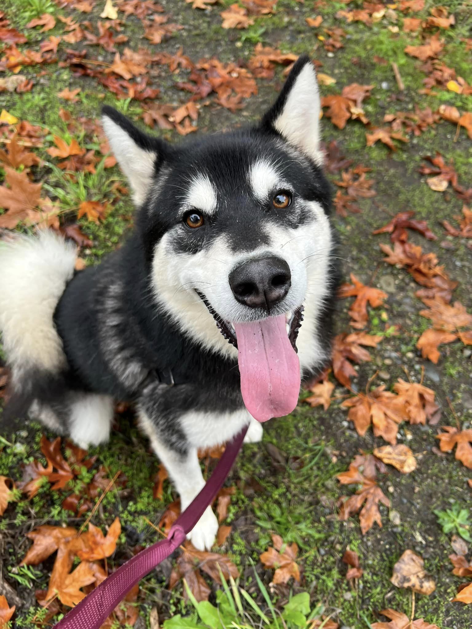 dog-image