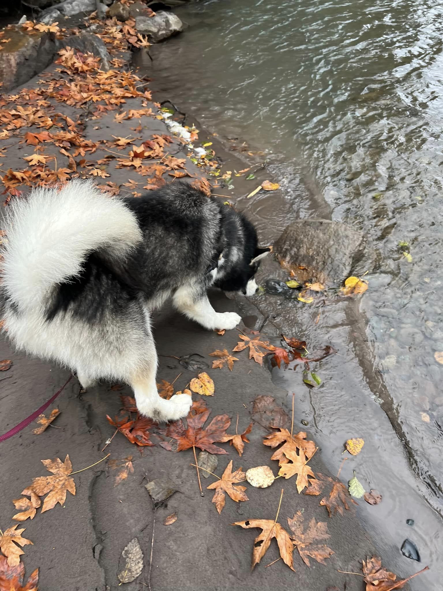 dog-image