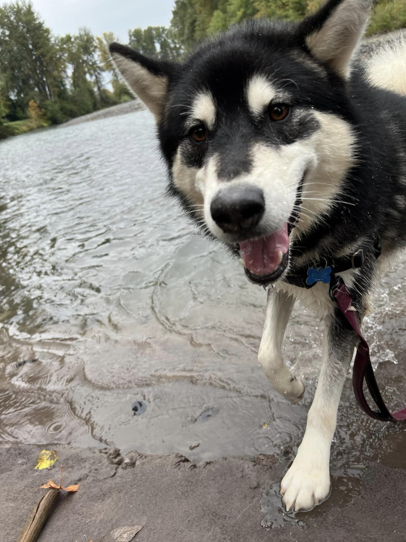 dog-image
