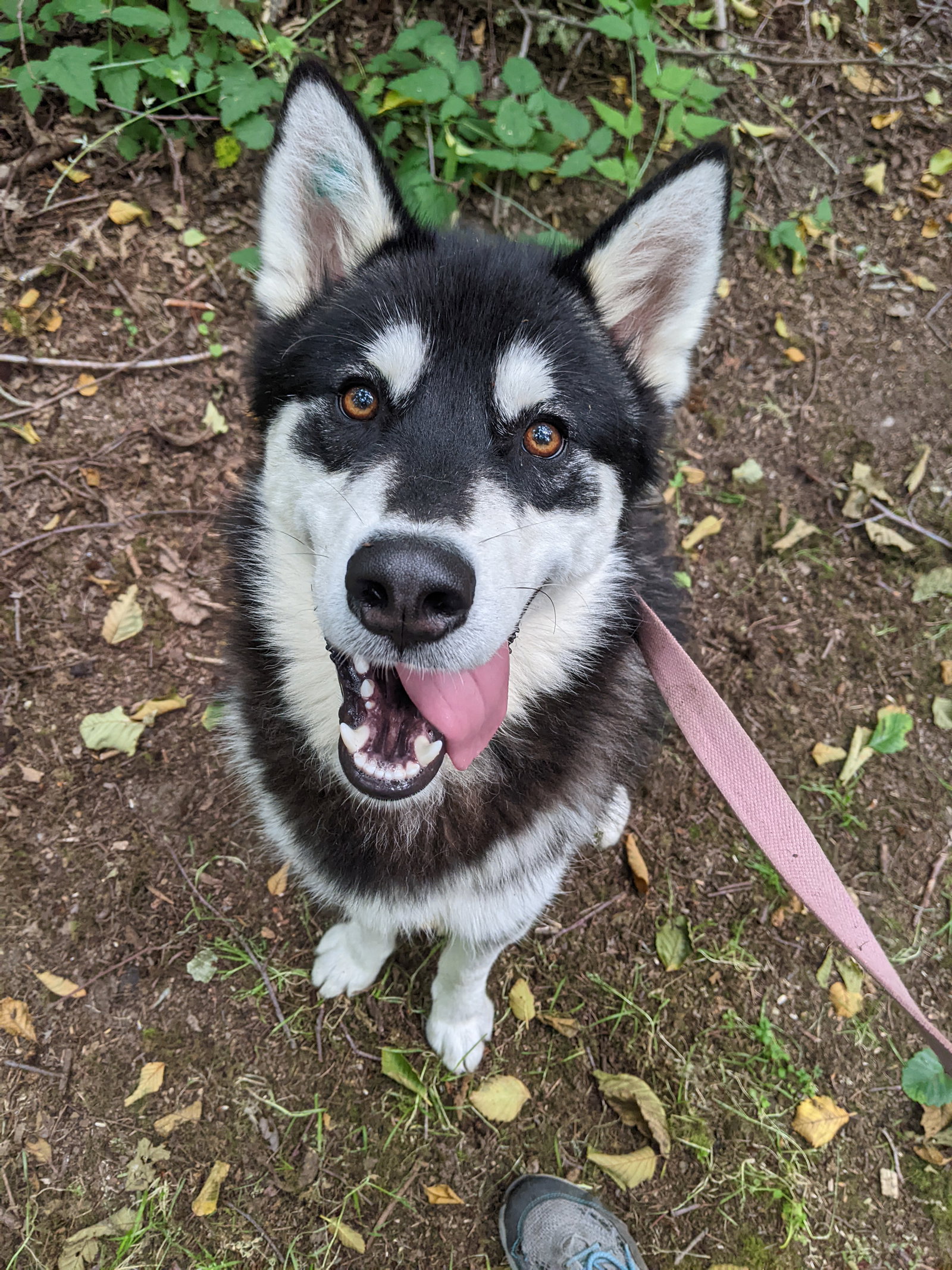 dog-image