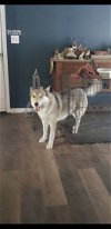 adoptable Dog in seattle, wa, WA named CALI (Courtesy Listing)