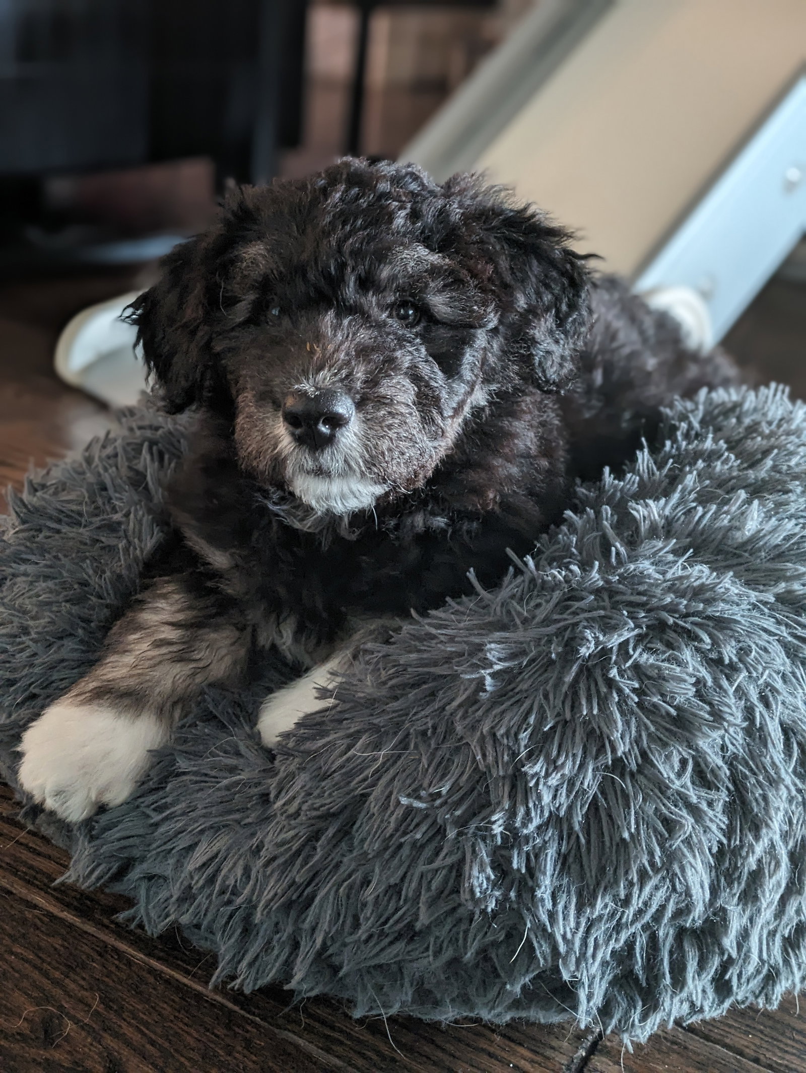 dog-image