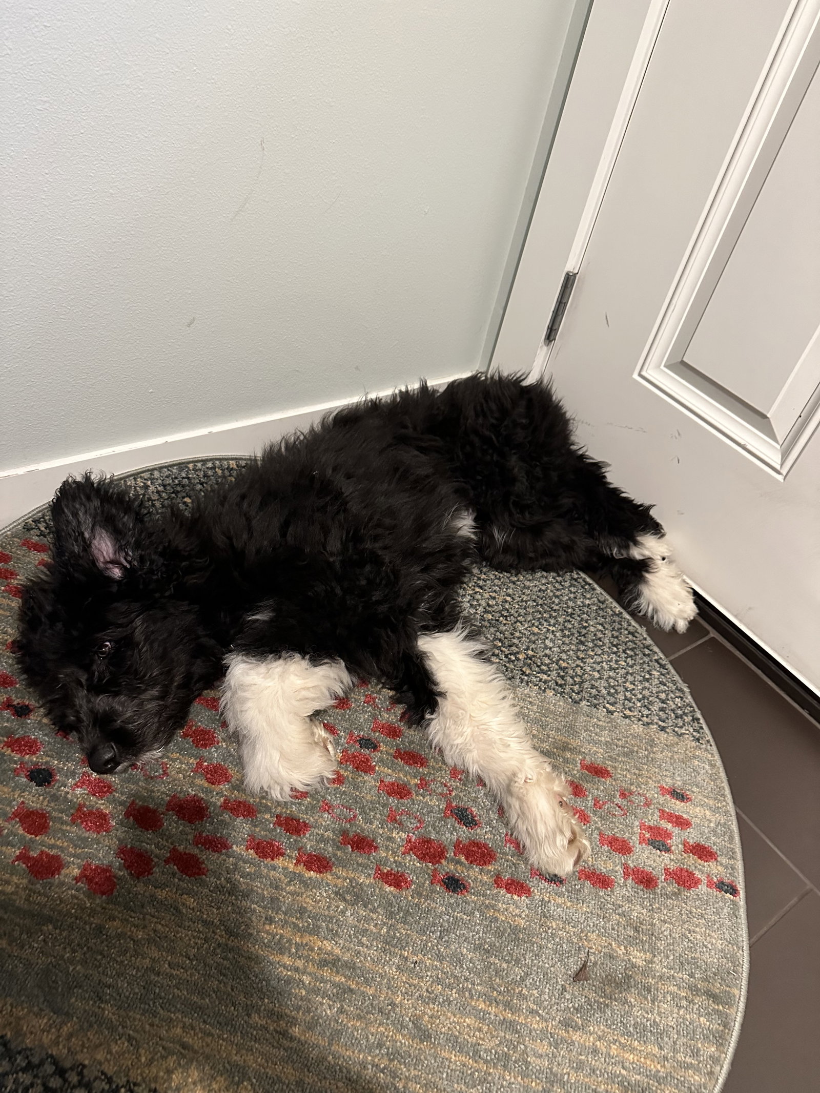 dog-image