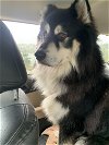 adoptable Dog in seattle, WA named HERCULES
