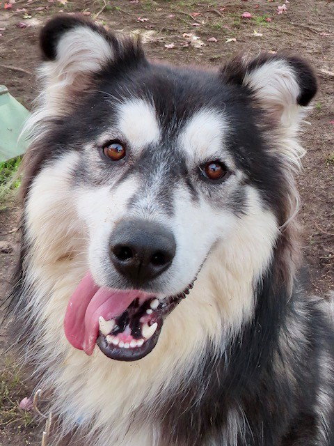 dog-image