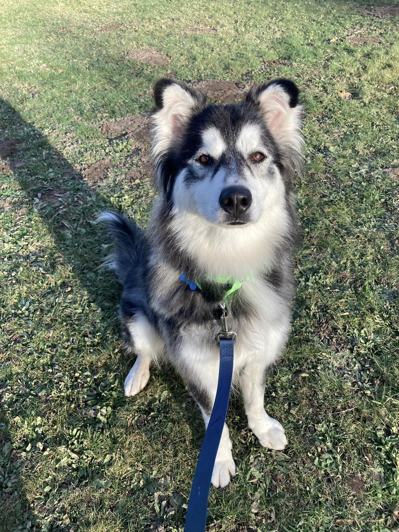 TITAN (renamed Shadow)