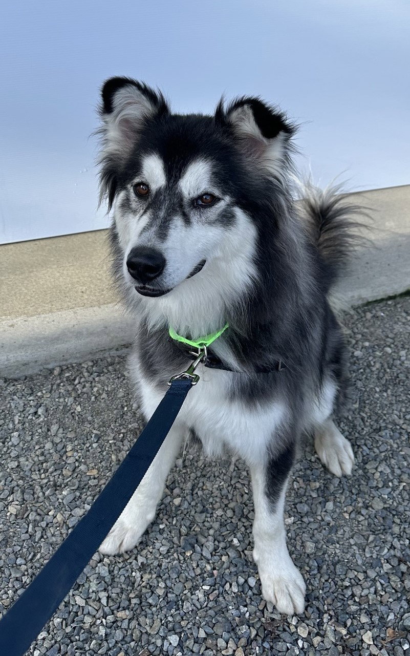 dog-image