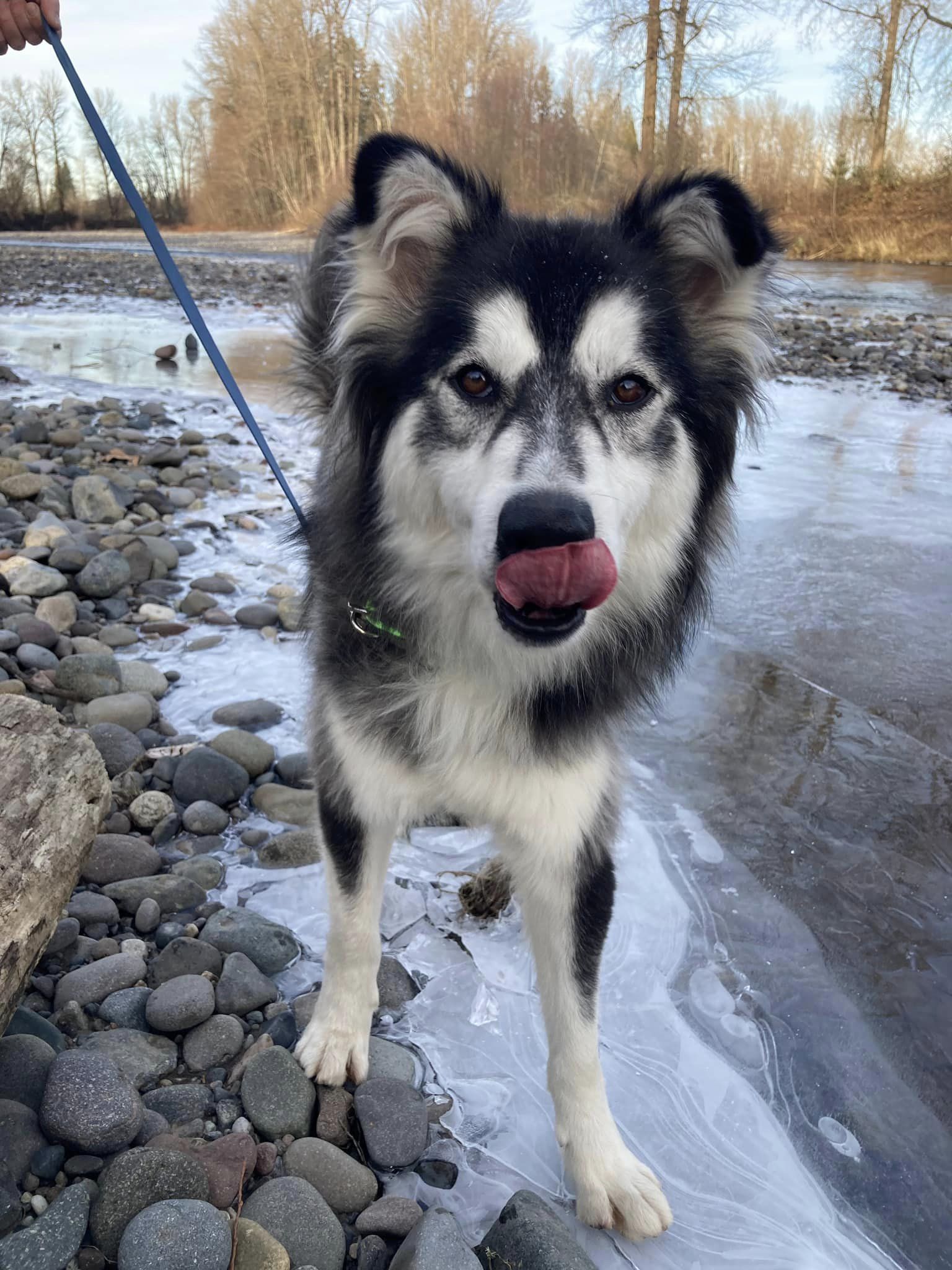 dog-image