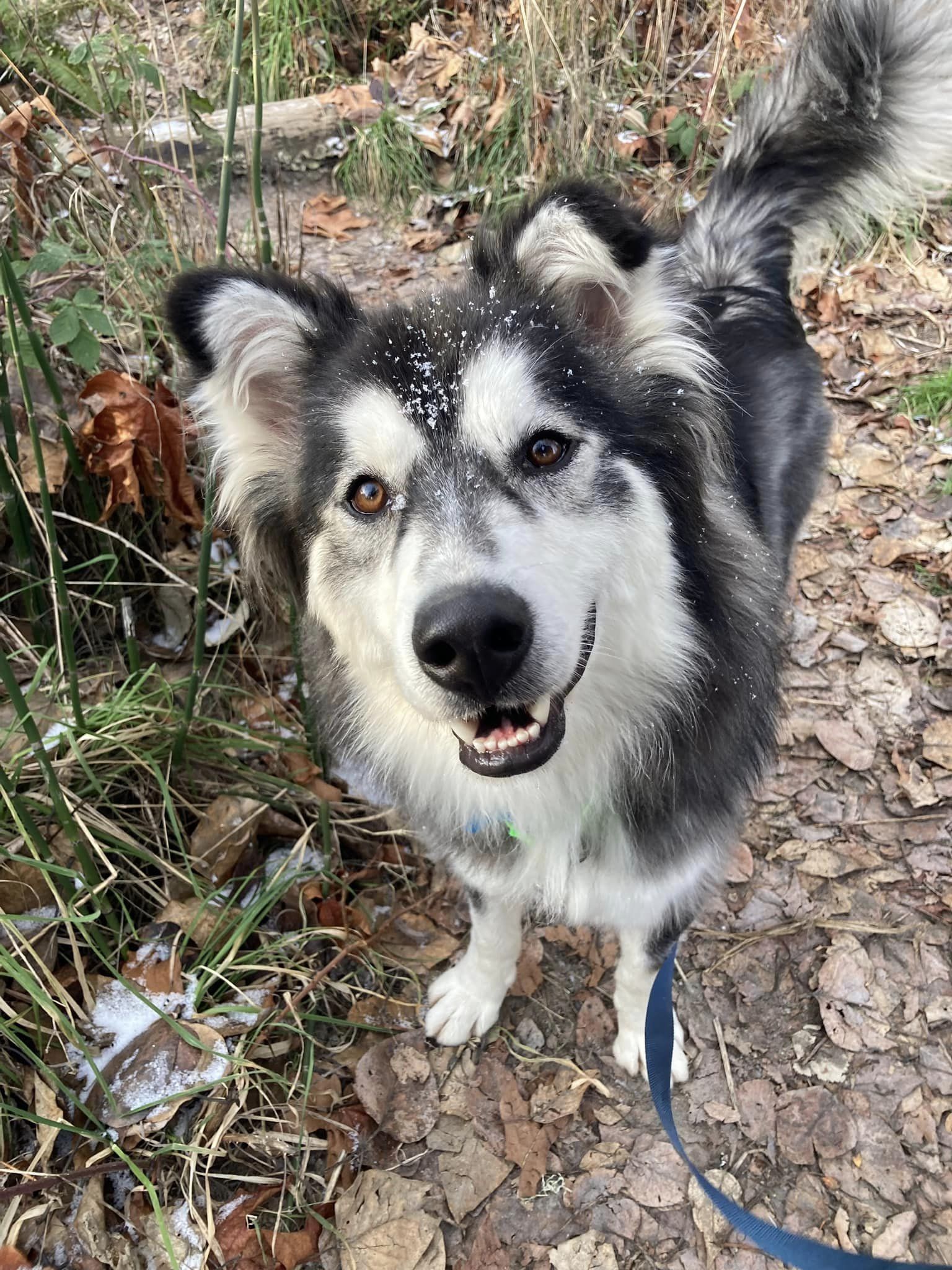 dog-image
