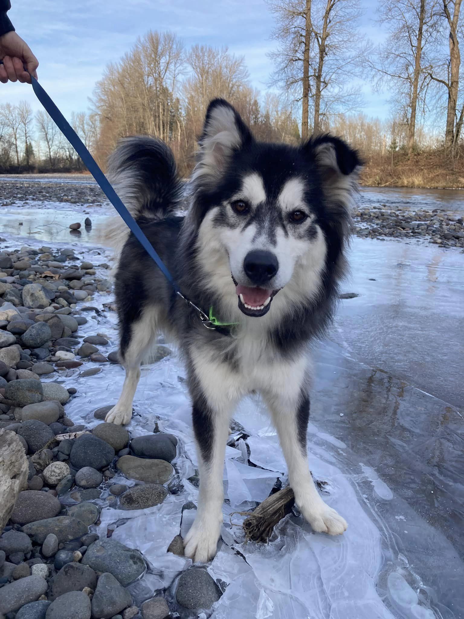 dog-image