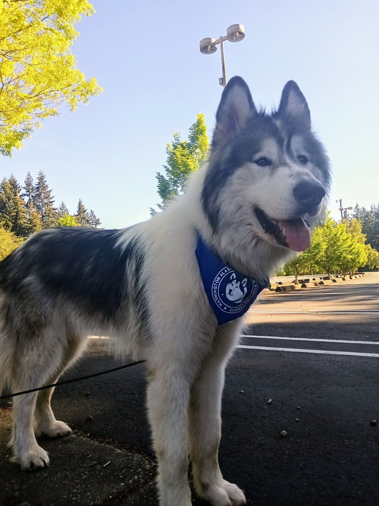 dog-image
