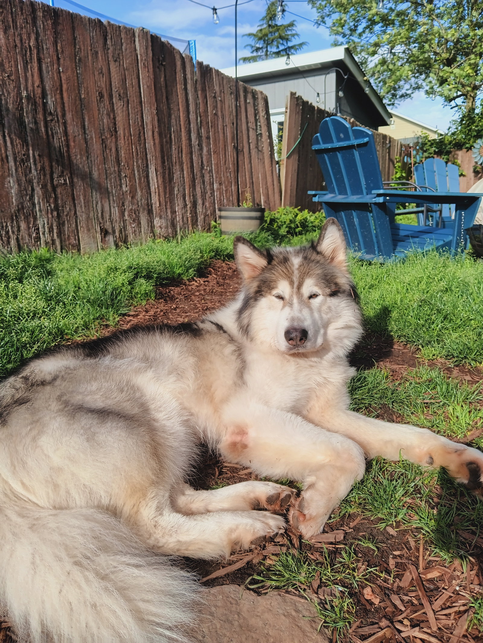 dog-image